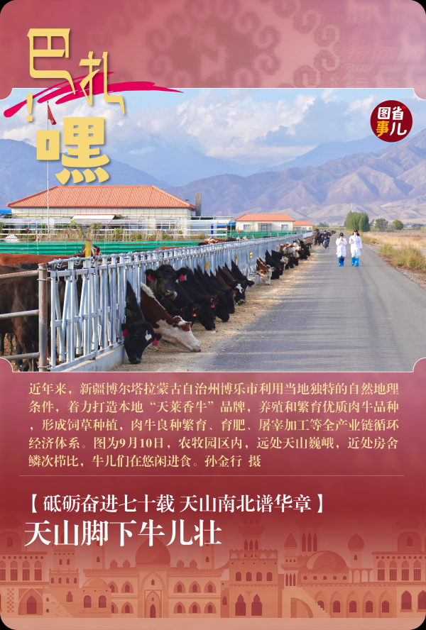 玖富配资 【砥砺奋进七十载 天山南北谱华章】天山脚下牛儿壮