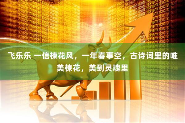 飞乐乐 一信楝花风，一年春事空，古诗词里的唯美楝花，美到灵魂里